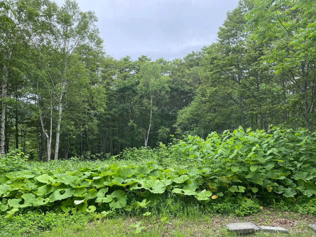 Royal Town Onsen Land # 3