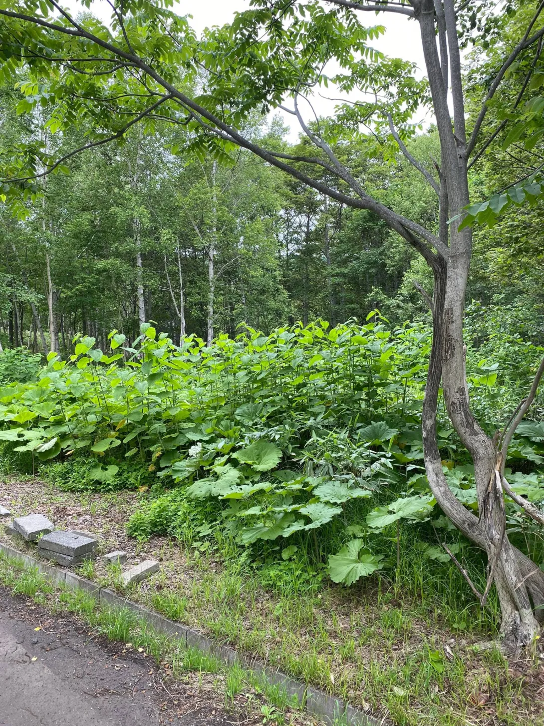 Royal Town Onsen land #2